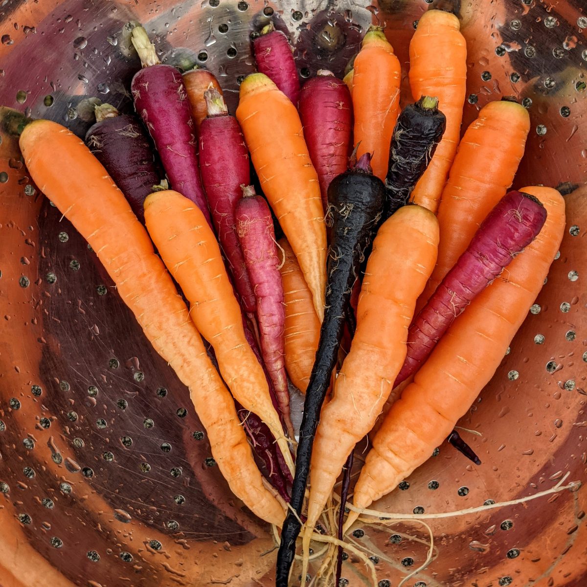 The Dirt on Carrots: Winter&nbsp;Edition